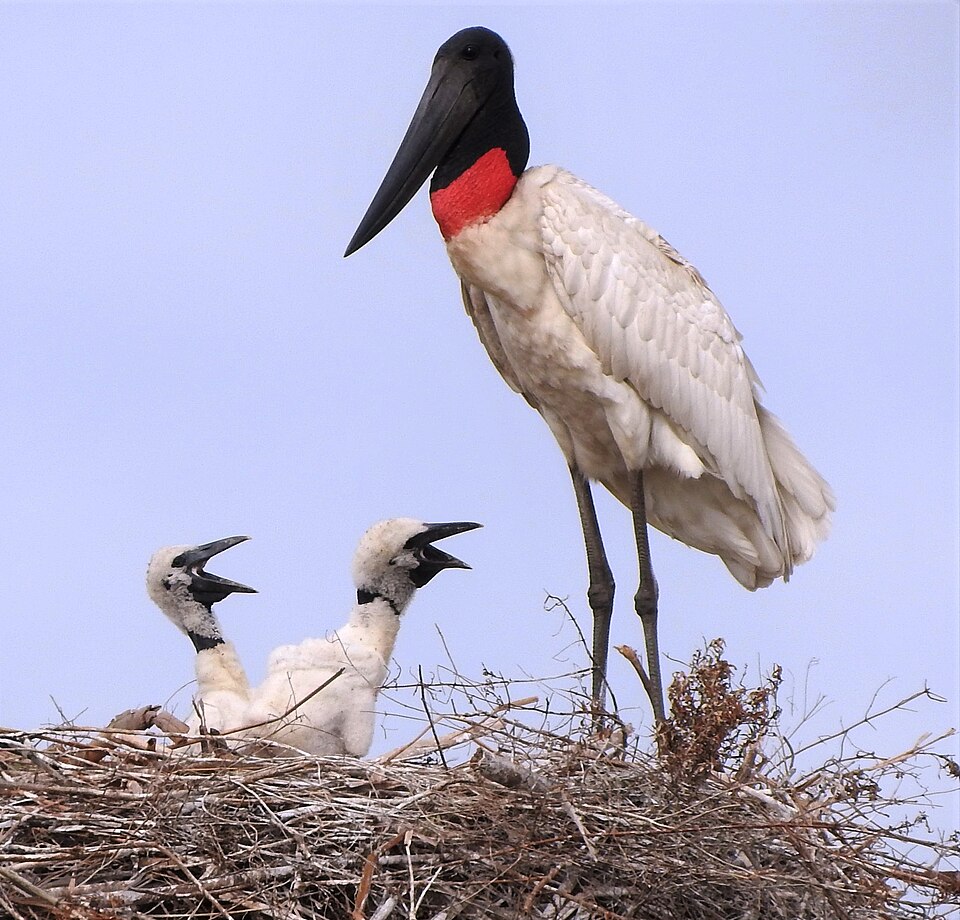 Jabirú con crías en los esteros del Iberá