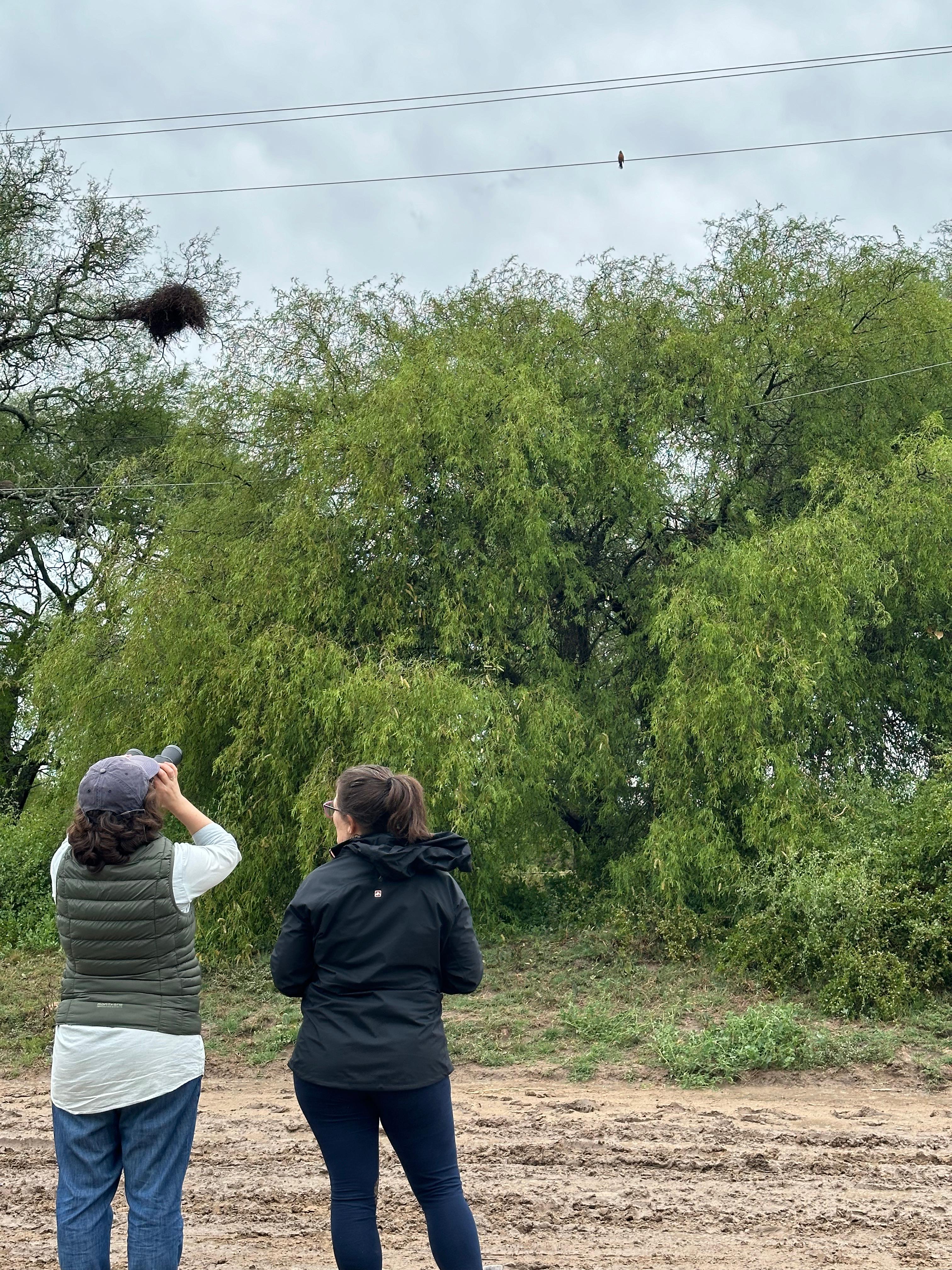 Avistaje de aves en Ceibas