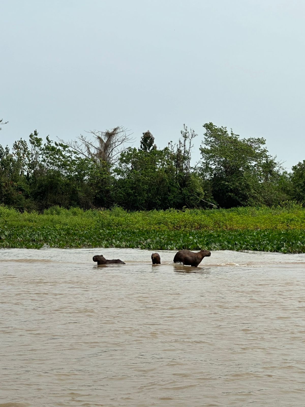 Carpincho en el Pantanal brasileño rodeado de biodiversidad
