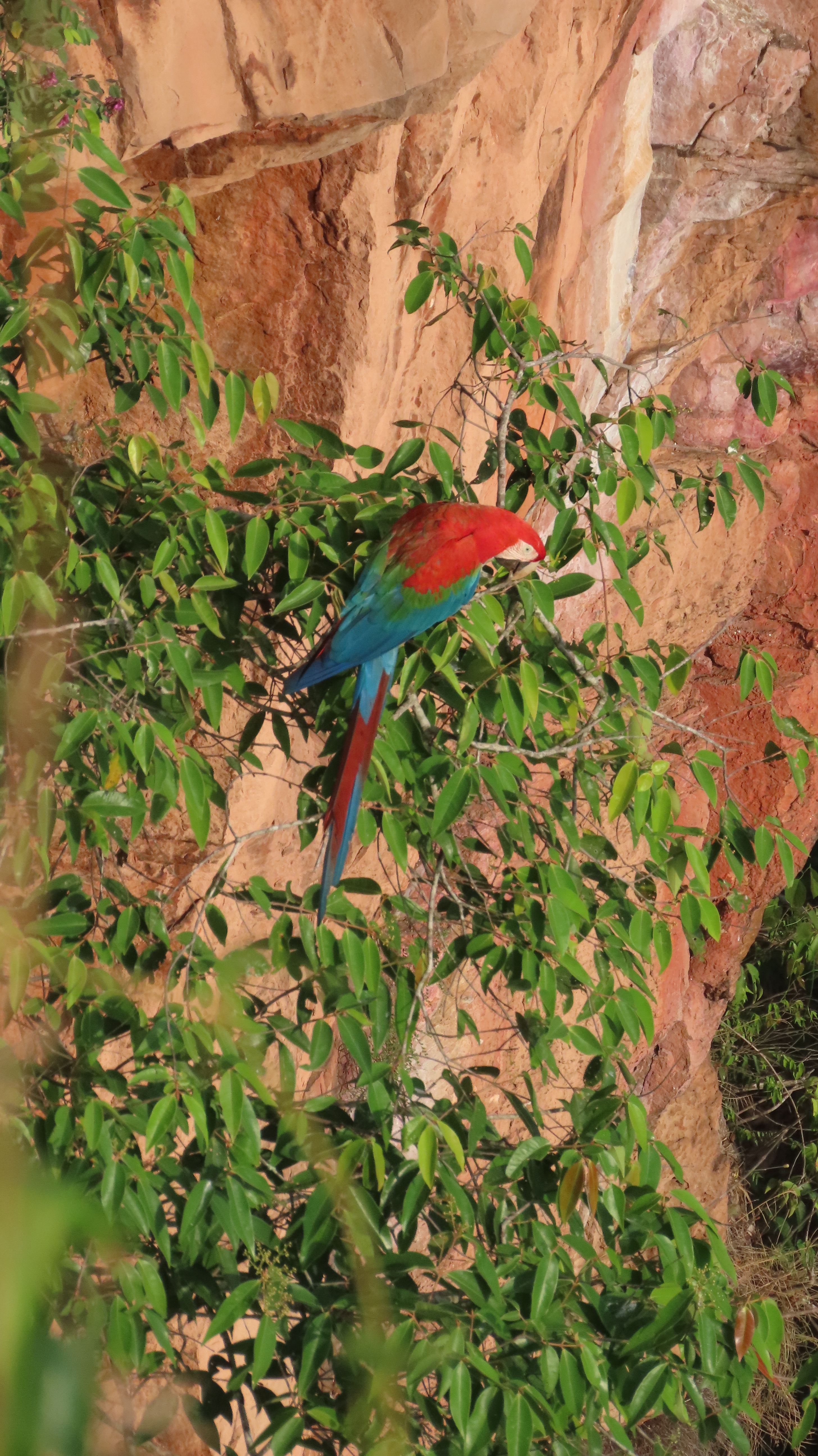 Guacamayo rojo en Chapada dos Guimar&atilde;es, Brasil