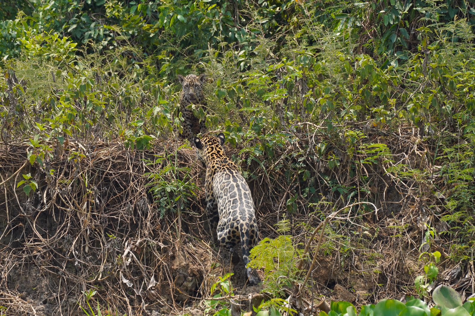 Tour de avistaje de yaguareté en el Pantanal brasileño