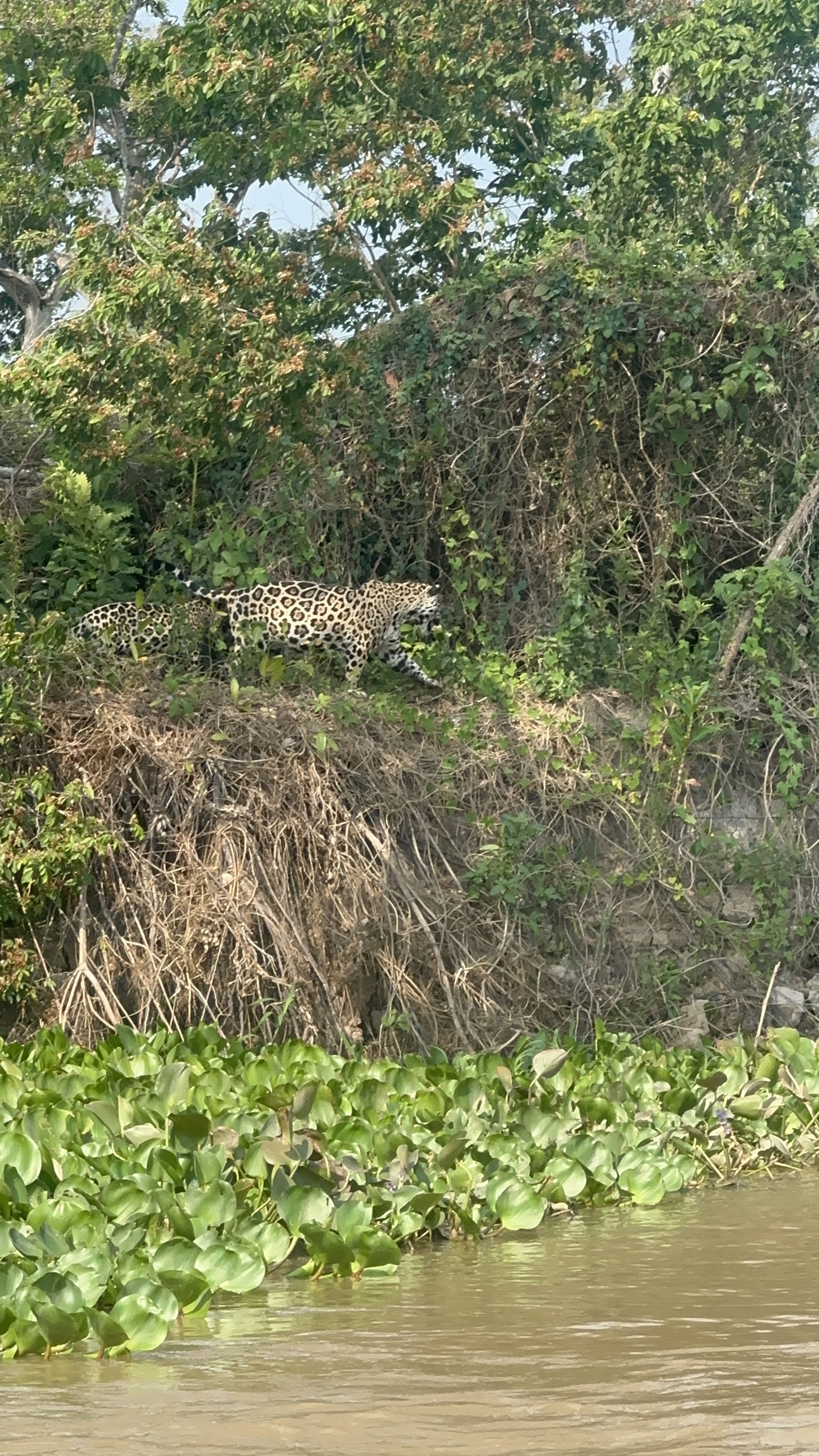 Yaguareté observando desde la orilla en el Pantanal