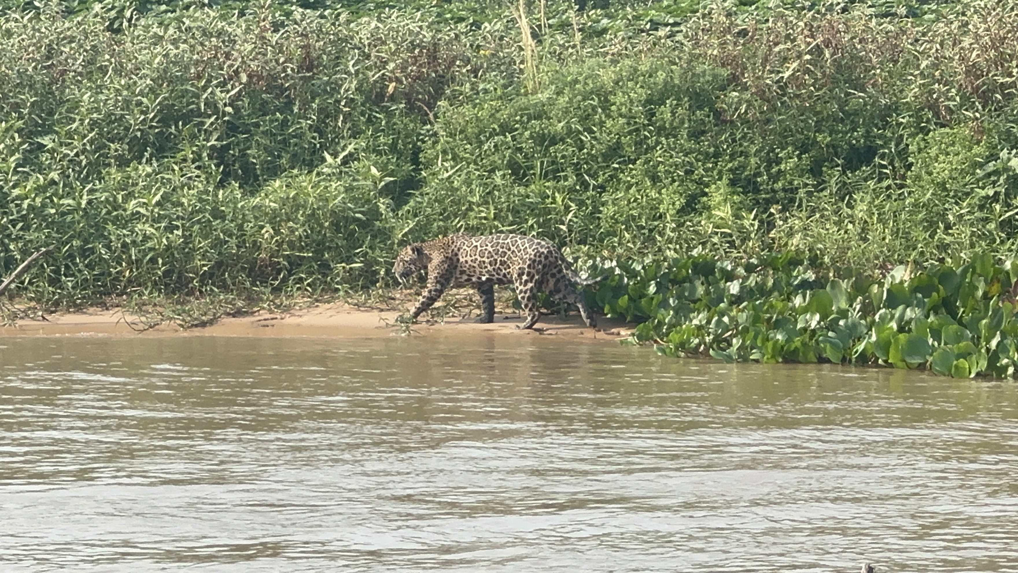 Yaguareté observado durante el tour en el Pantanal