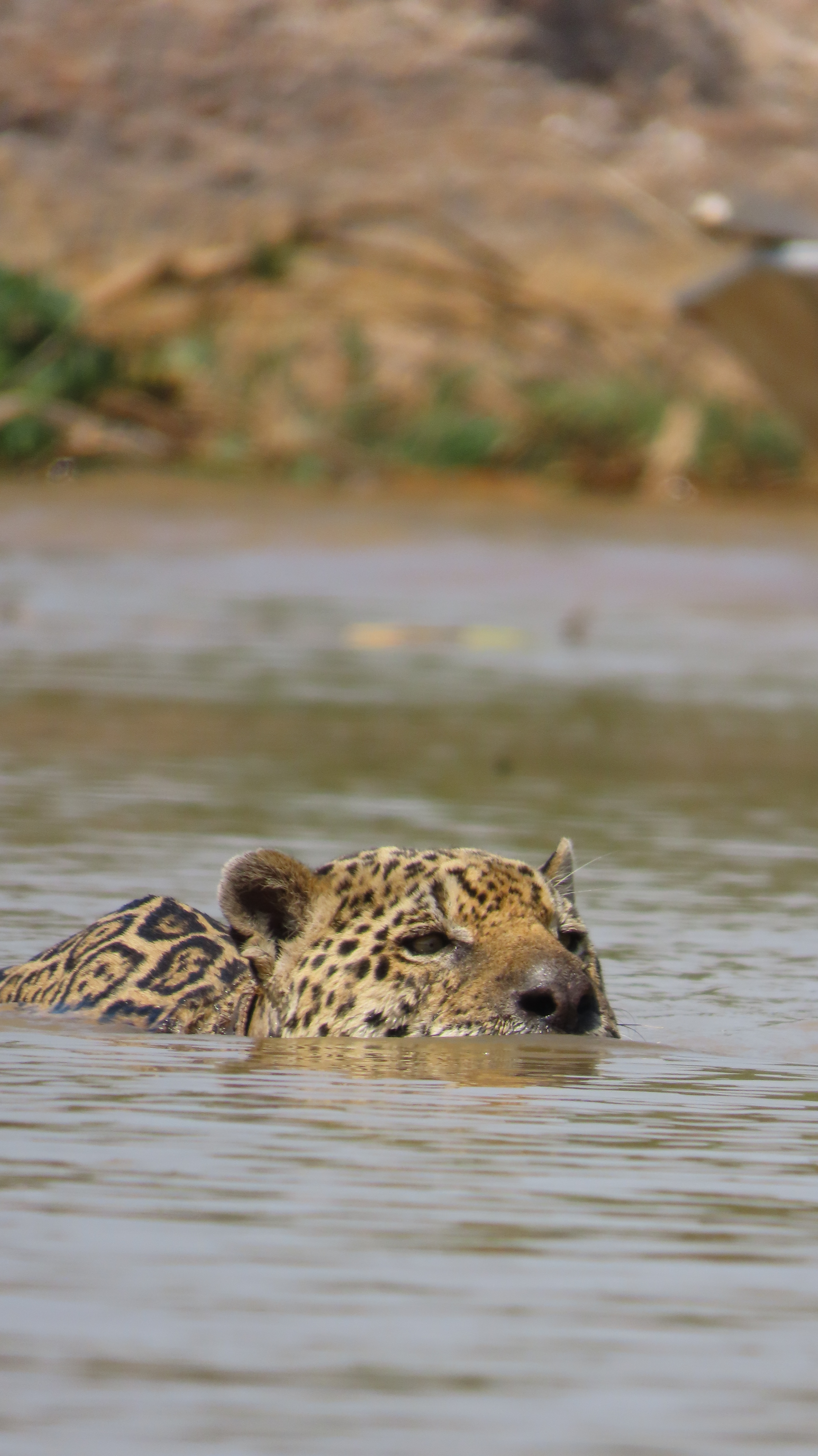 Yaguaret&eacute; (Panthera onca) en el Pantanal