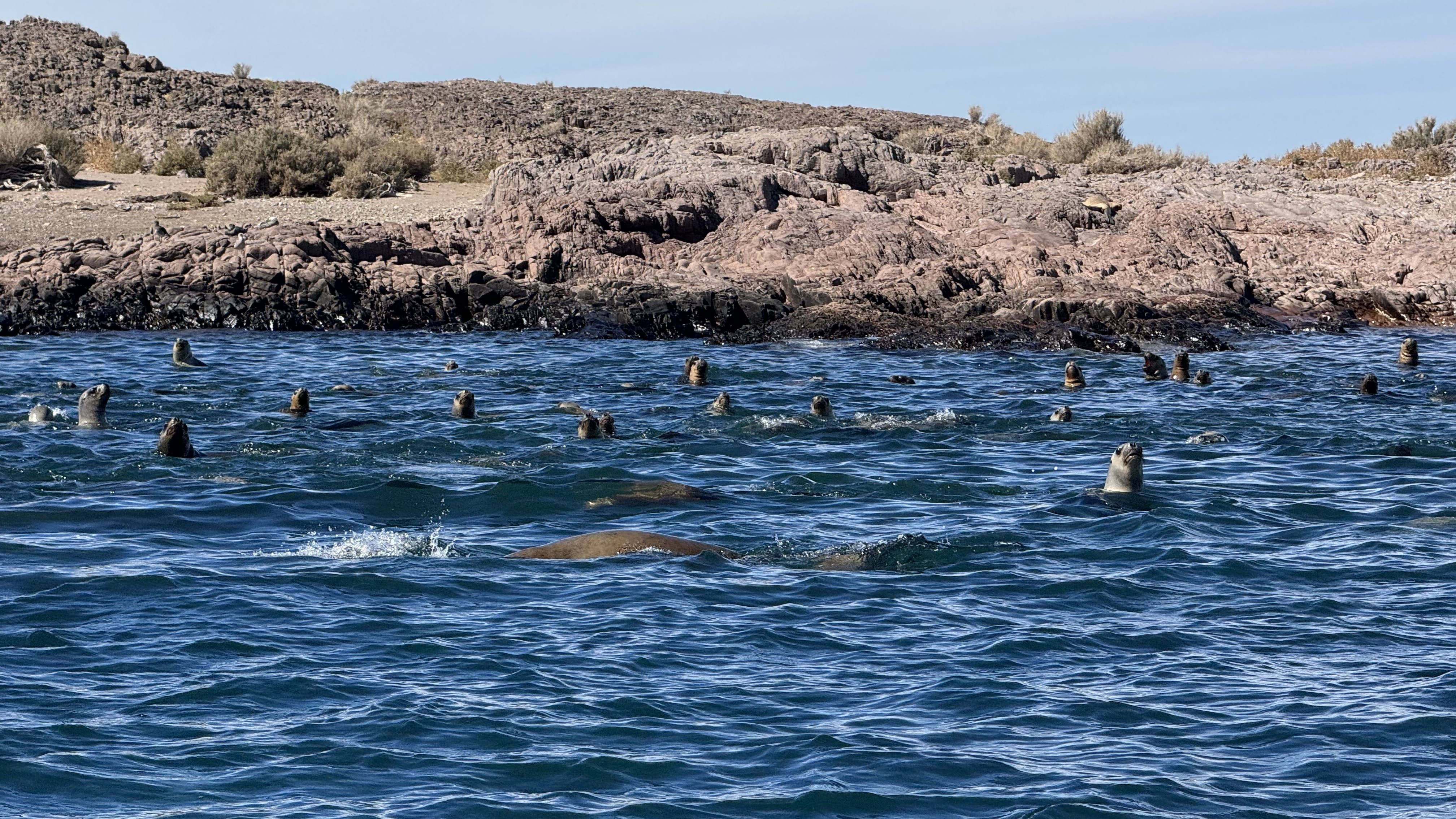 Lobos marinos asom&aacute;ndose en el agua frente a una costa rocosa de Patagonia Azul, Chubut
