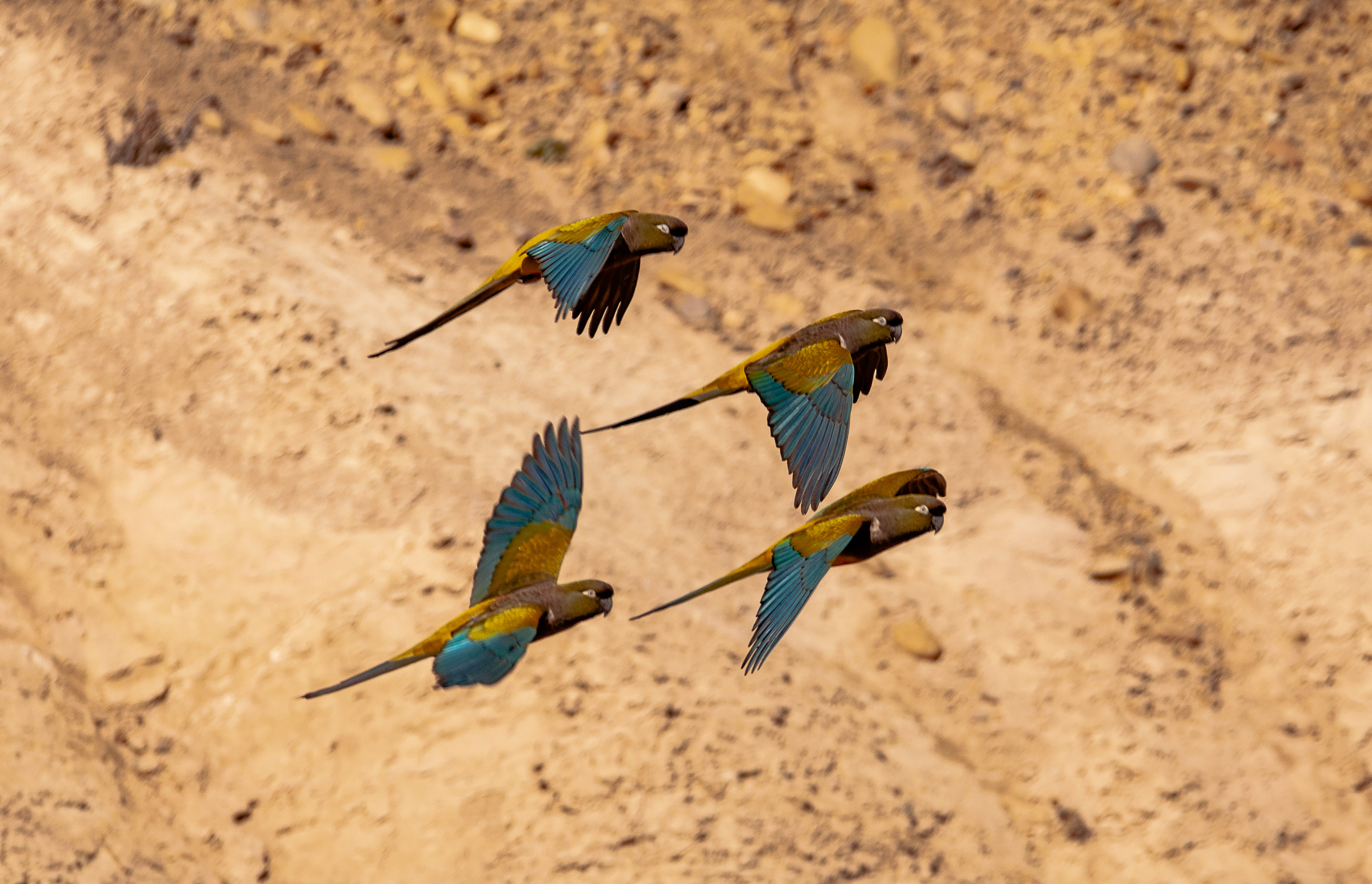 Grupo de loros barranqueros en vuelo sobre una barranca en Patagonia Azul