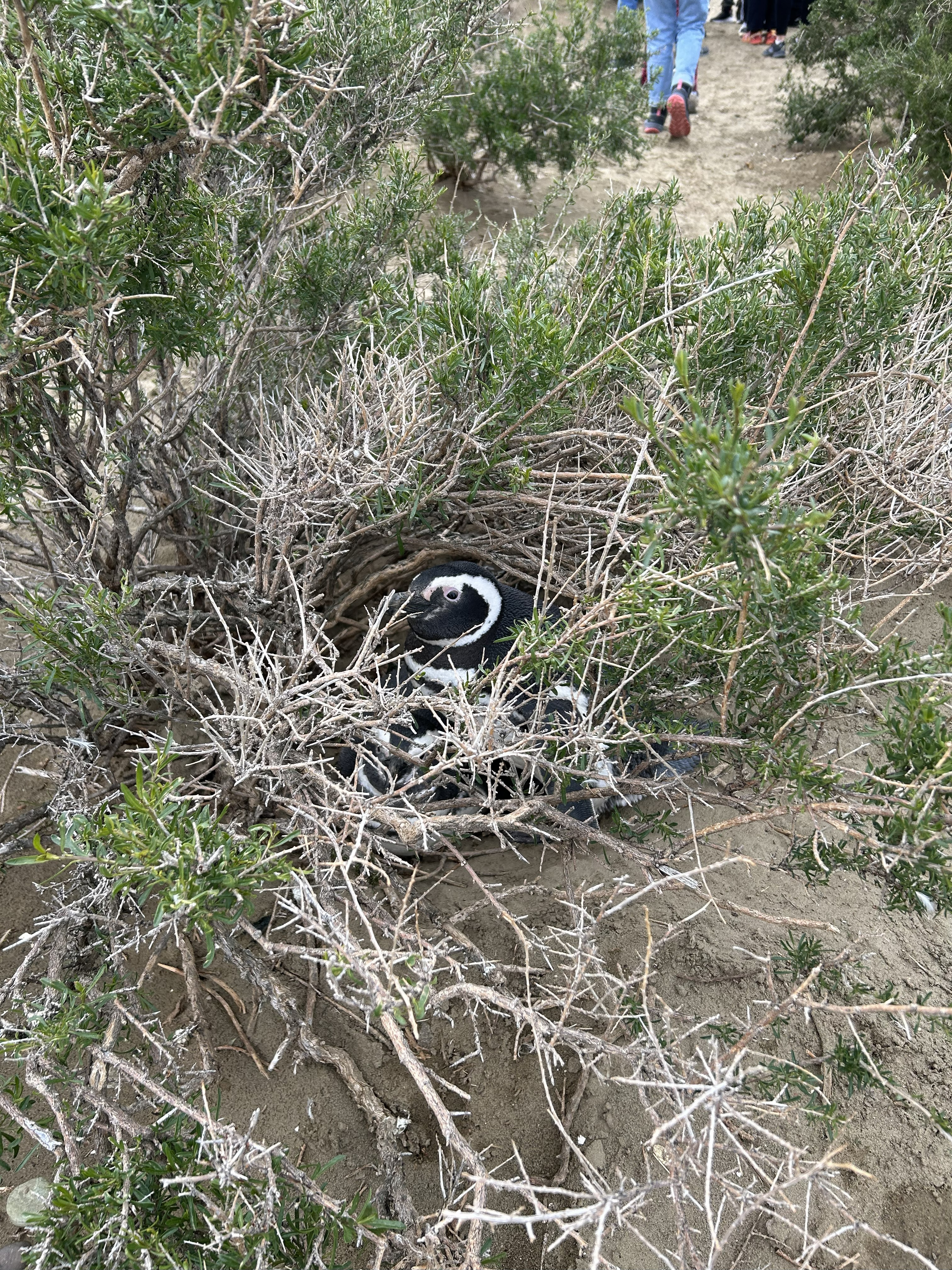 Ping&uuml;inos en el Parque Nacional Monte Le&oacute;n