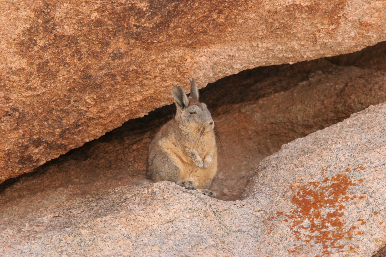 Chinchill&oacute;n entre las rocas, fauna de altura del Parque Nacional San Guillermo, San Juan