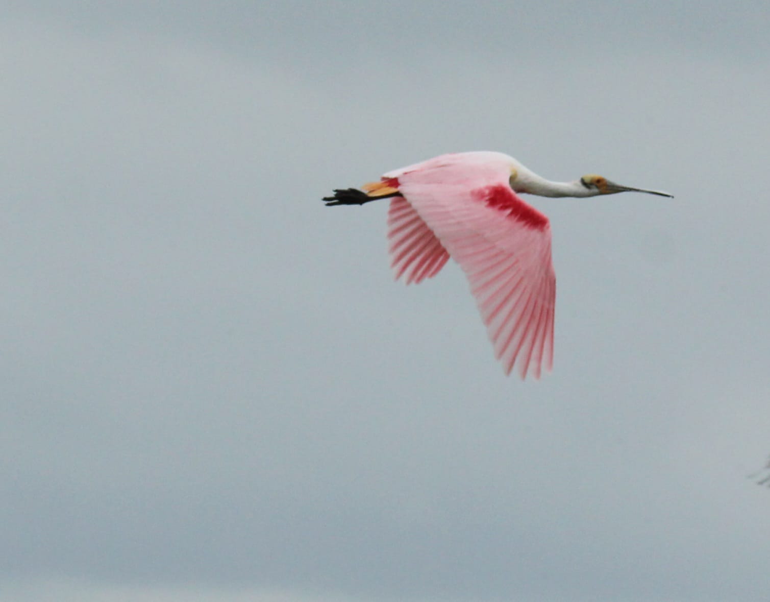 Esp&aacute;tulas rosadas en los humedales de Campos del Tuy&uacute;