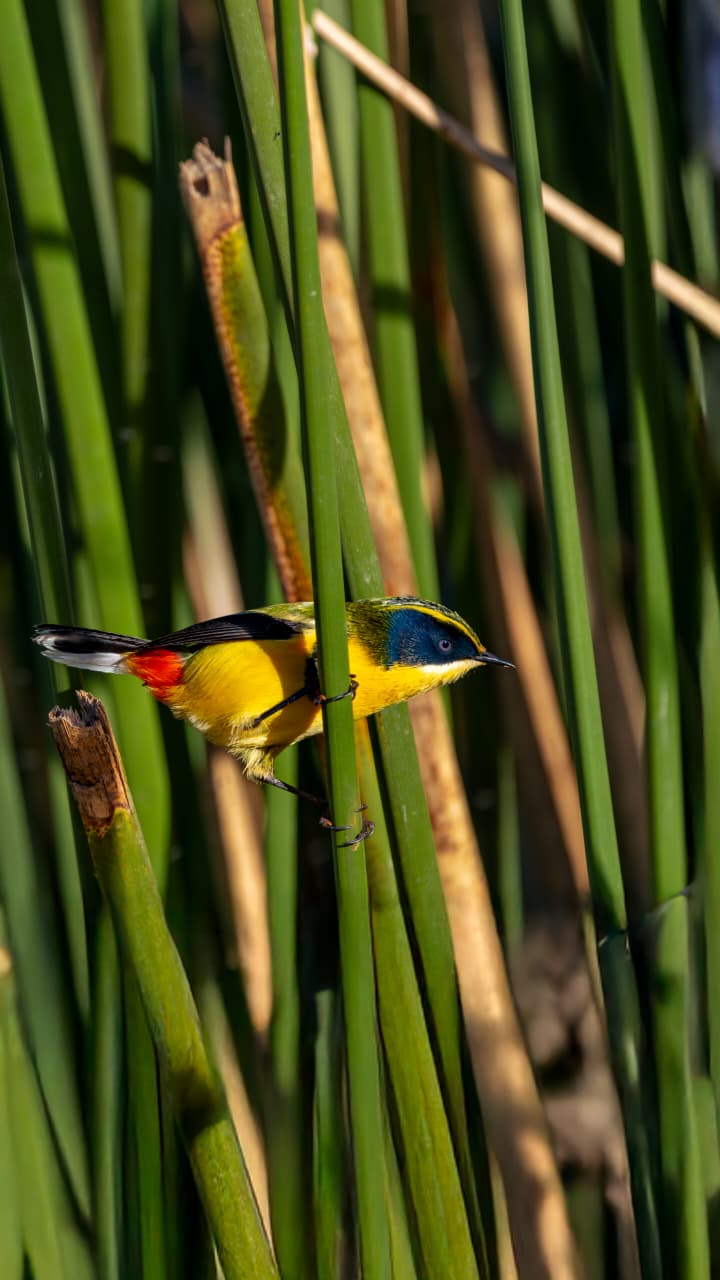 Aves de la Bah&iacute;a de Samboromb&oacute;n en los humedales de General Lavalle