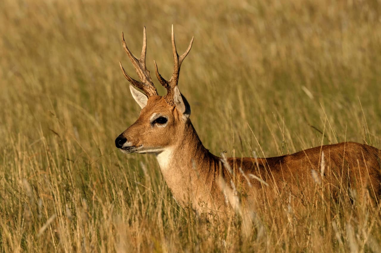 Venado de las pampas en el Parque Nacional Campos del Tuy&uacute;
