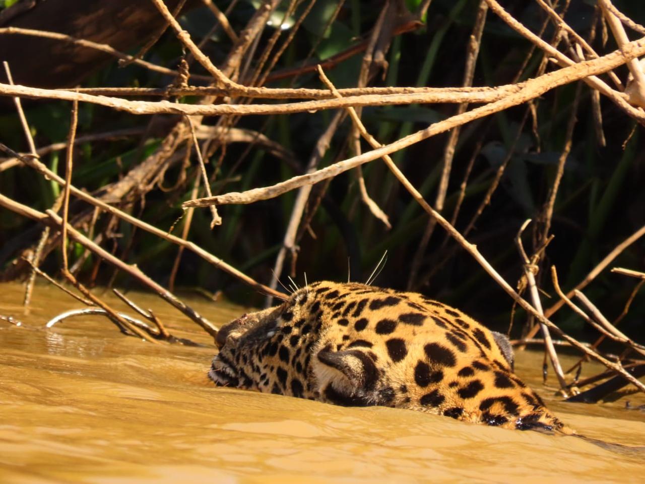 Pantanal safari 3