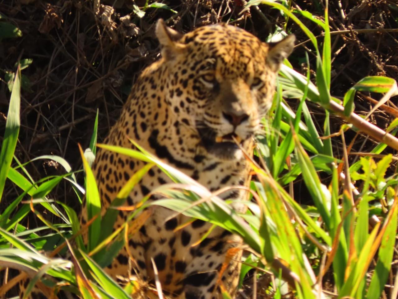 Fauna Pantanal passeio de barco