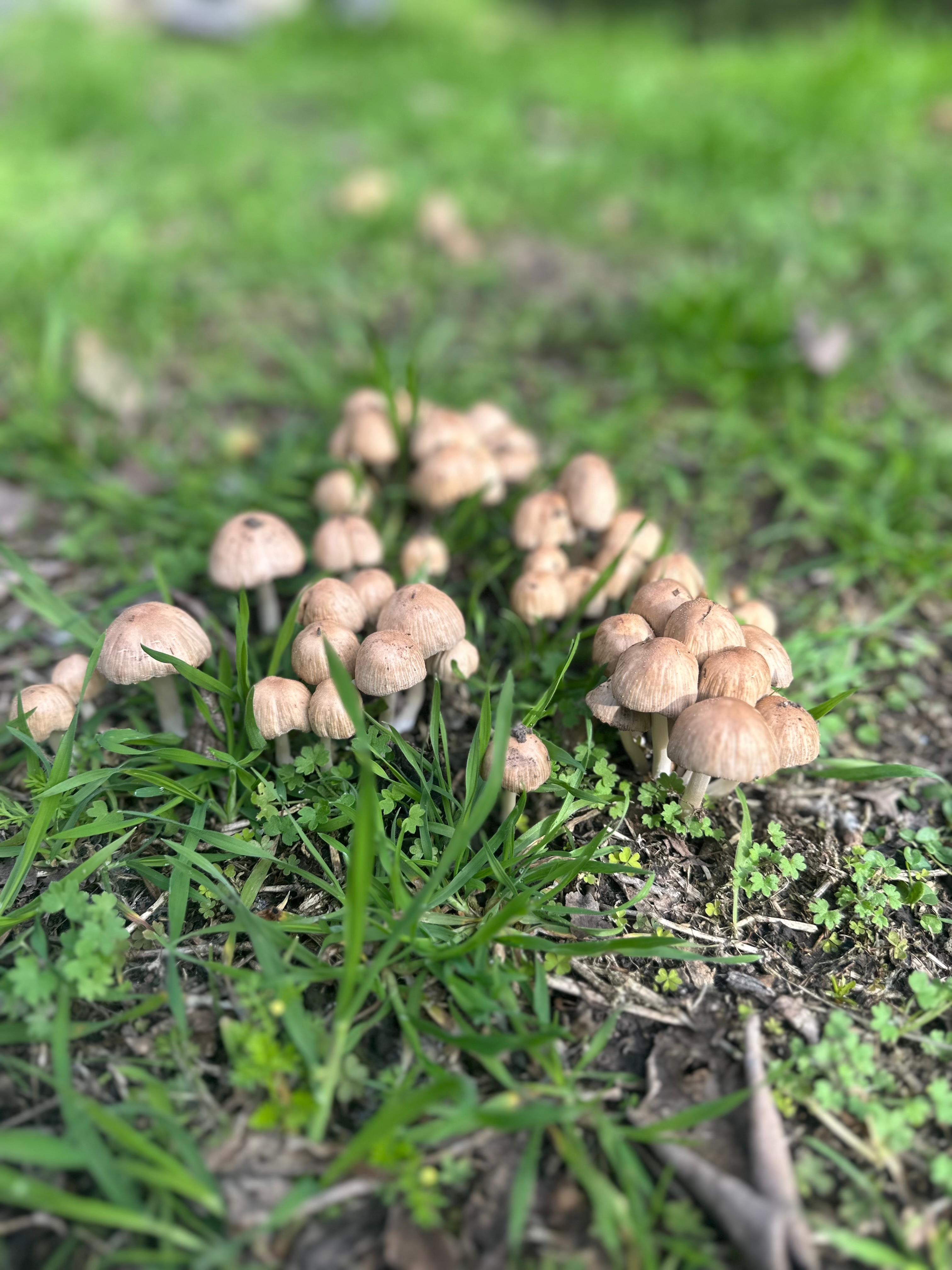 Flamingos em Ansenuza