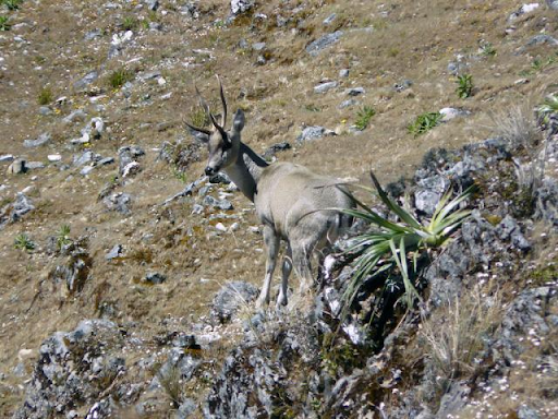 Fauna en las Sierras de Famatina - Taruca