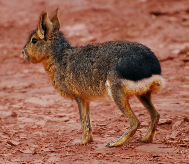 Fauna del Parque Ischigualasto - San Juan
