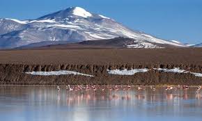 Flamencos en Laguna Brava - La Rioja
