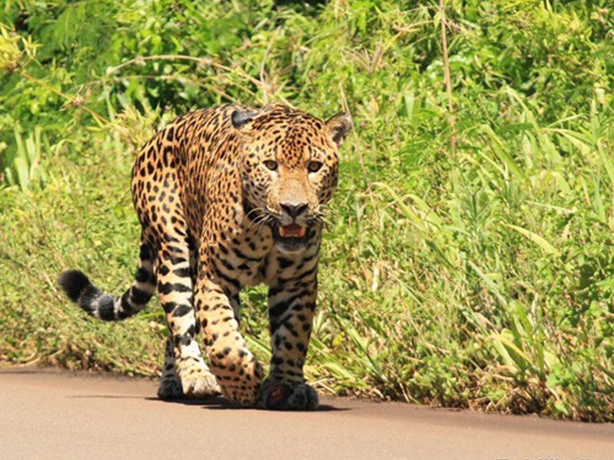 Fauna no Parque Nacional Calilegua