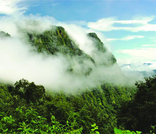 Flora no Parque Nacional Calilegua