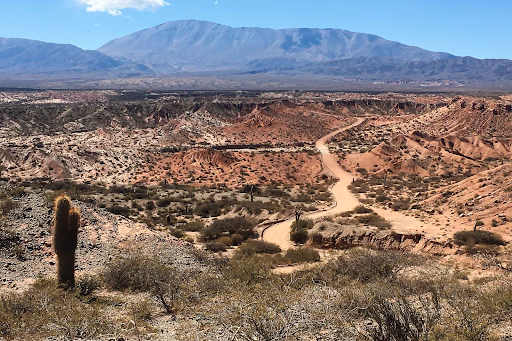 Cardones en el Parque Nacional Los Cardones