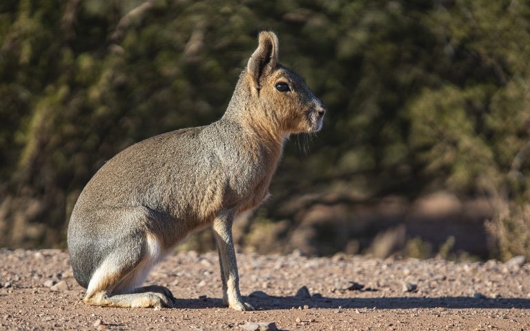 Fauna no Parque Nacional Los Cardones