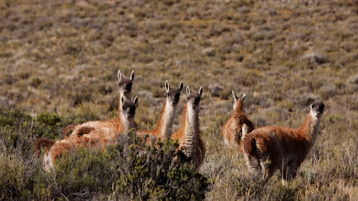 Clima no Parque Nacional Los Cardones