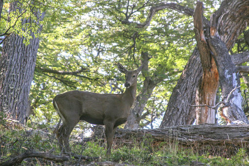 Fauna del Parque Nacional Los Glaciares