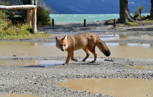 Senderos y fauna en el Parque Nacional Tierra del Fuego
