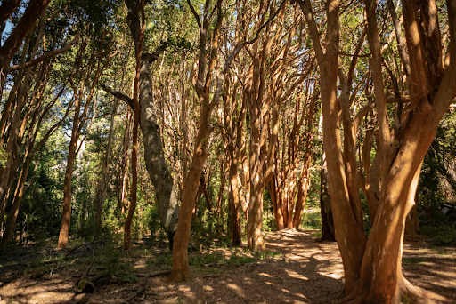 Flora del Parque Nacional Los Arrayanes