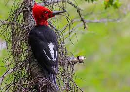 Fauna del Parque Nacional Los Arrayanes